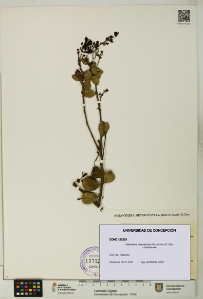 Notanthera heterophylla [Espécimen: UDEC:CONC:0127233]