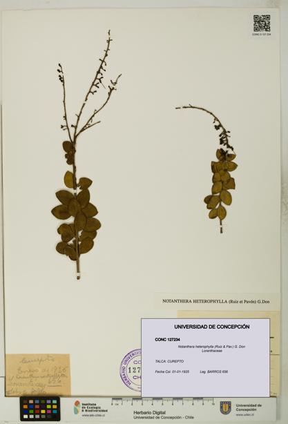 Notanthera heterophylla [Espécimen: UDEC:CONC:0127234]