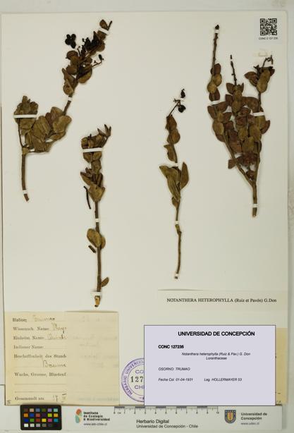 Notanthera heterophylla [Espécimen: UDEC:CONC:0127235]