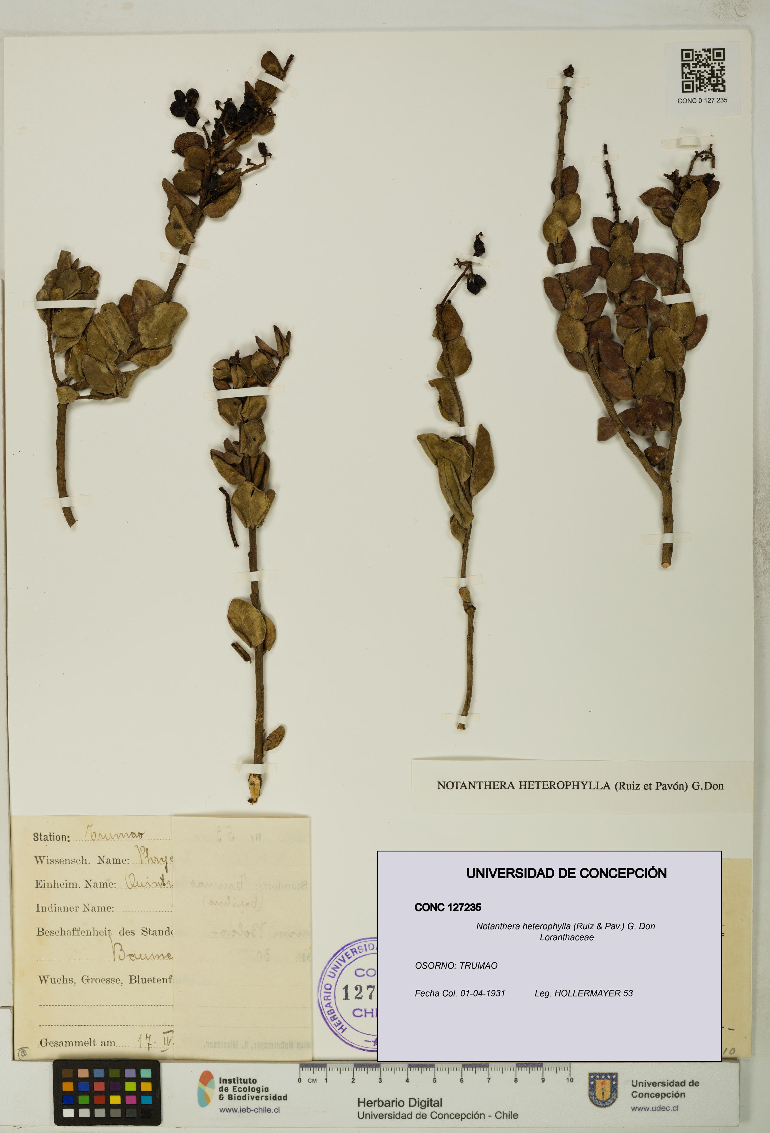 Notanthera heterophylla [Espécimen: UDEC:CONC:0127235]