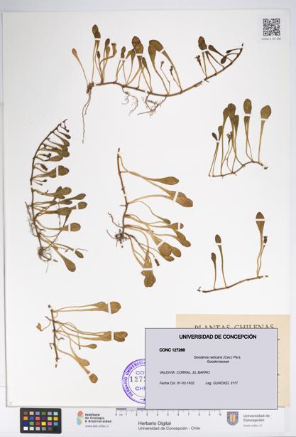 Goodenia radicans [Espécimen: UDEC:CONC:0127268]