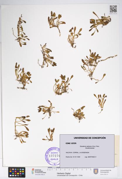 Goodenia radicans [Espécimen: UDEC:CONC:0127270]