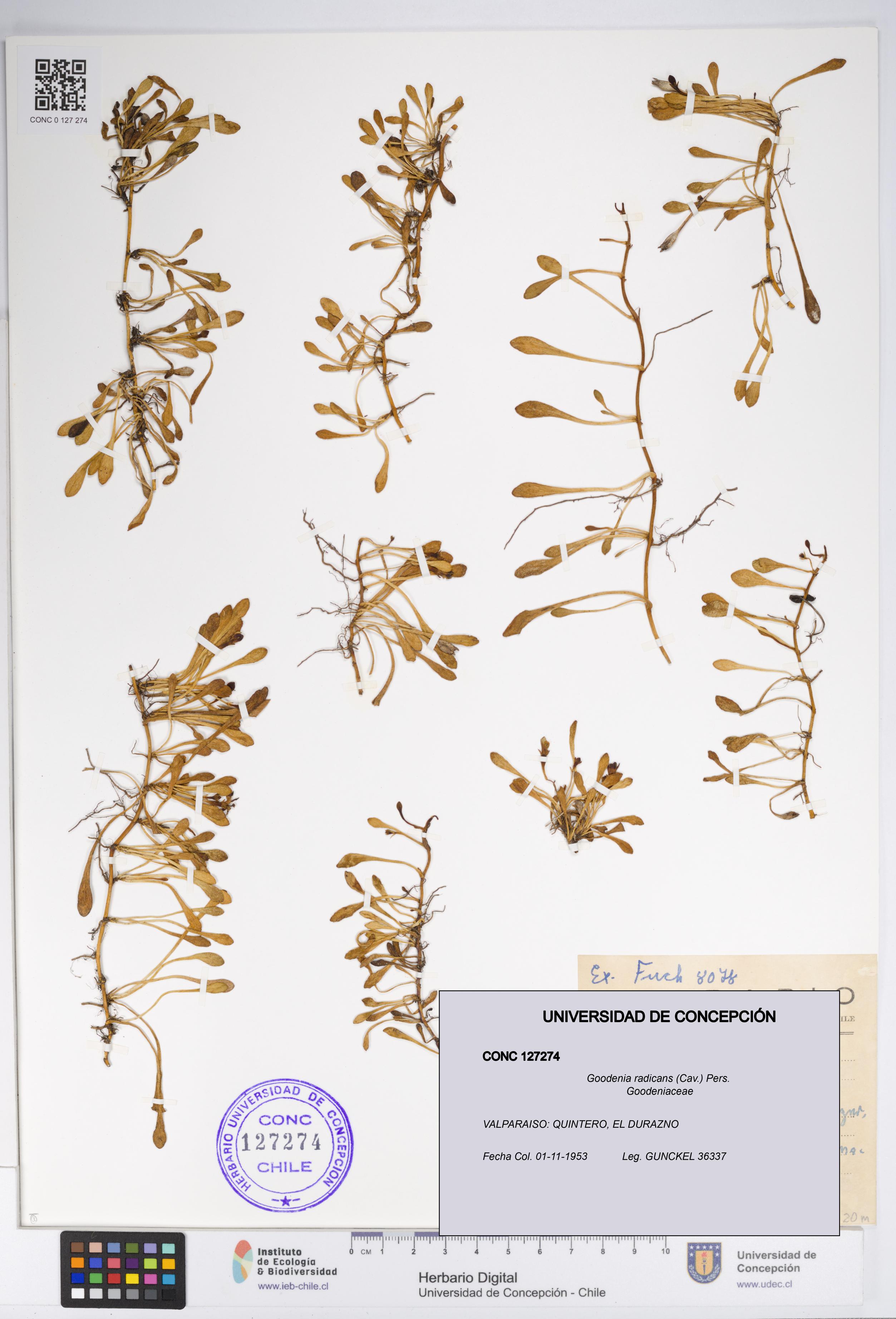 Goodenia radicans [Espécimen: UDEC:CONC:0127274]