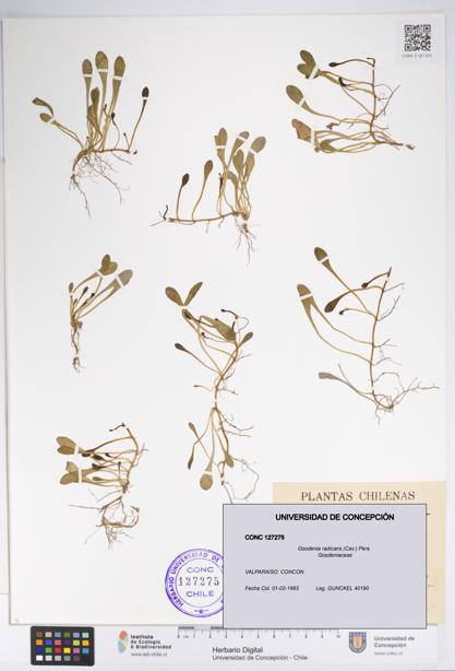 Goodenia radicans [Espécimen: UDEC:CONC:0127275]