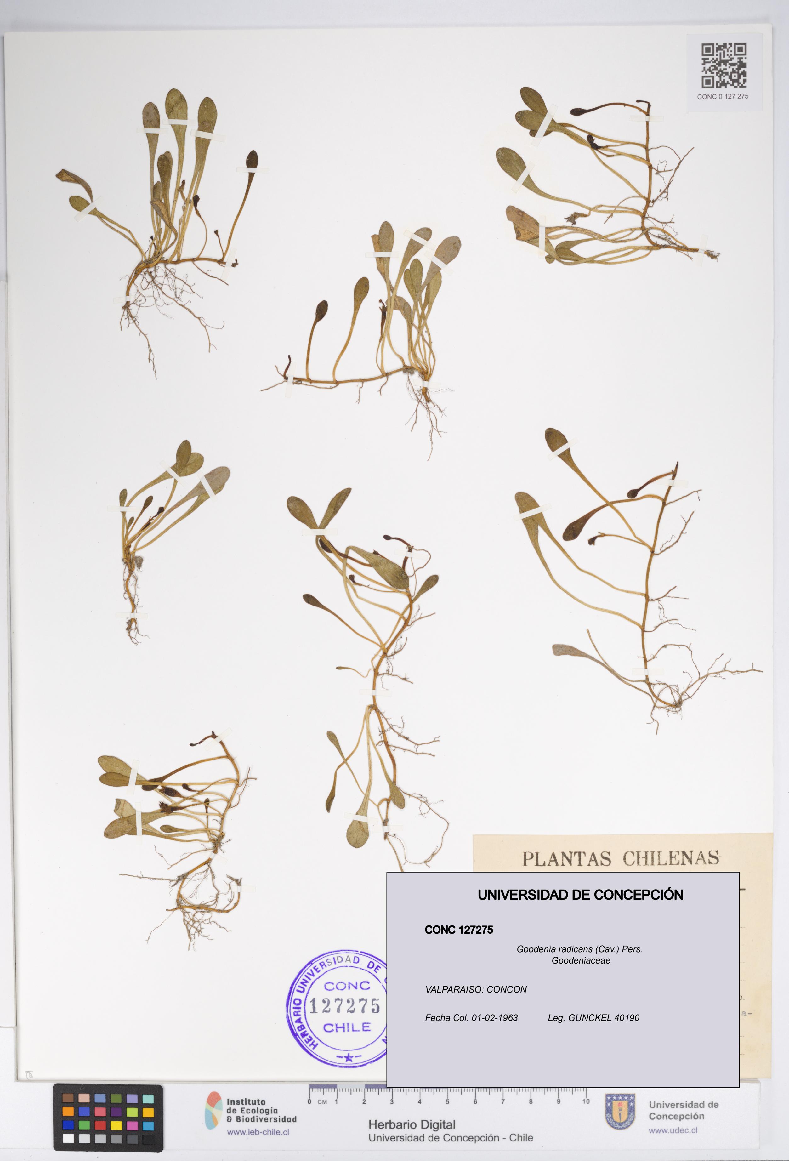 Goodenia radicans [Espécimen: UDEC:CONC:0127275]