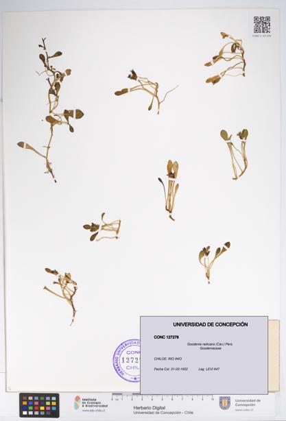 Goodenia radicans [Espécimen: UDEC:CONC:0127278]