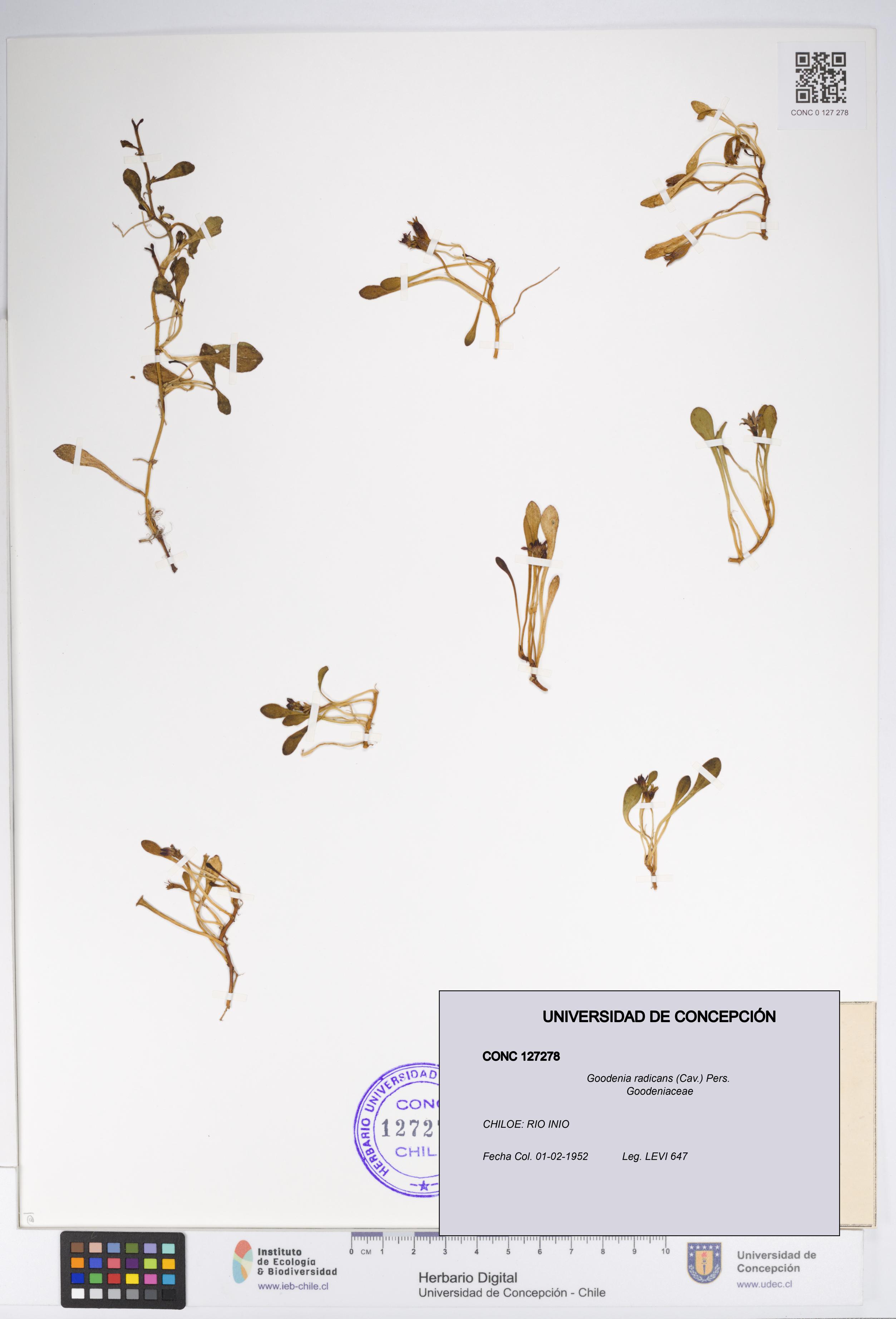 Goodenia radicans [Espécimen: UDEC:CONC:0127278]