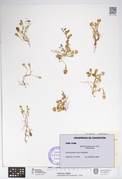 Goodenia radicans [Espécimen: UDEC:CONC:0127280]