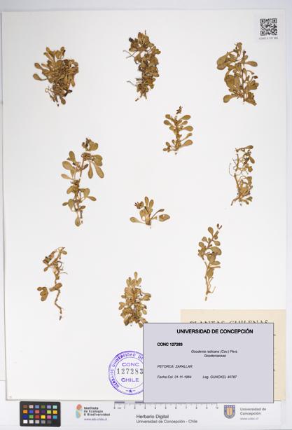 Goodenia radicans [Espécimen: UDEC:CONC:0127283]