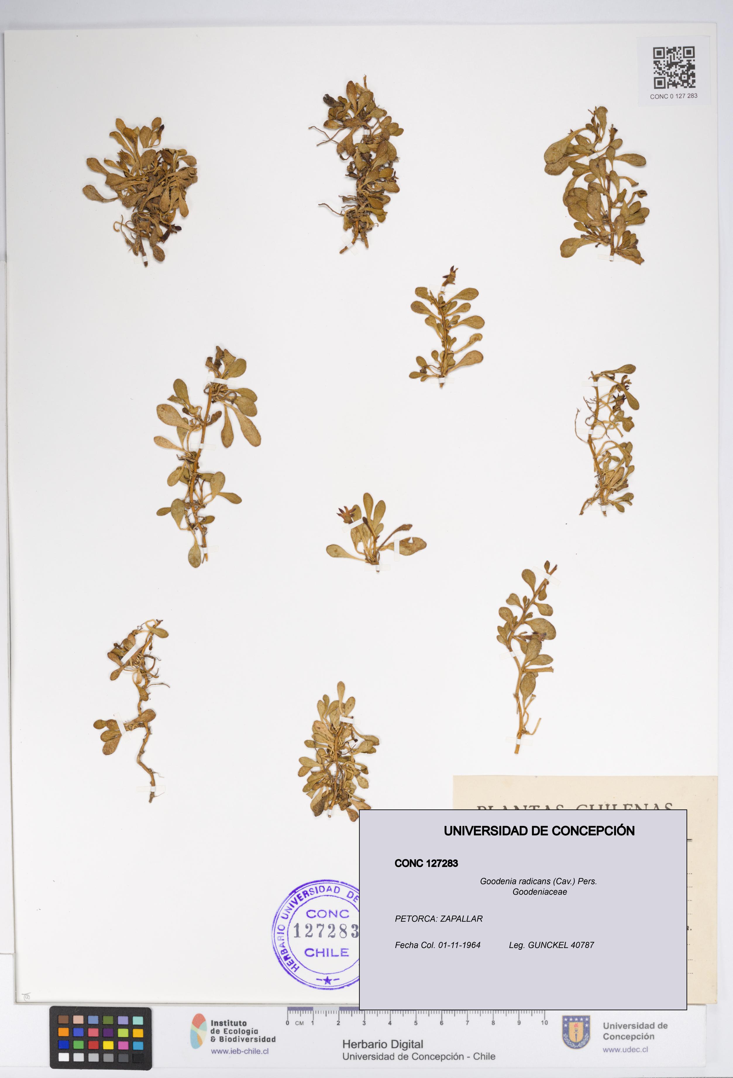 Goodenia radicans [Espécimen: UDEC:CONC:0127283]