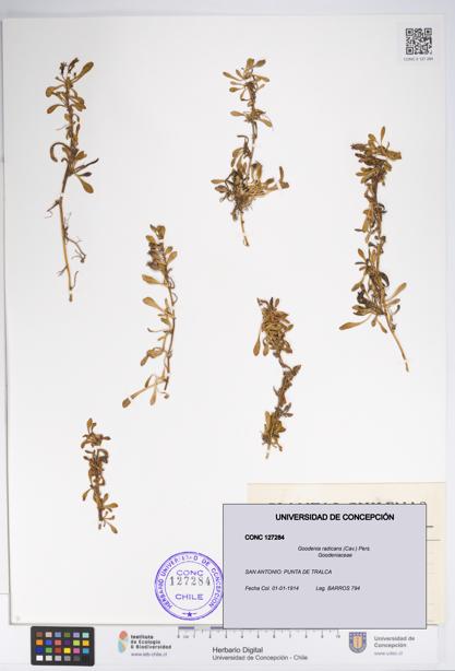 Goodenia radicans [Espécimen: UDEC:CONC:0127284]