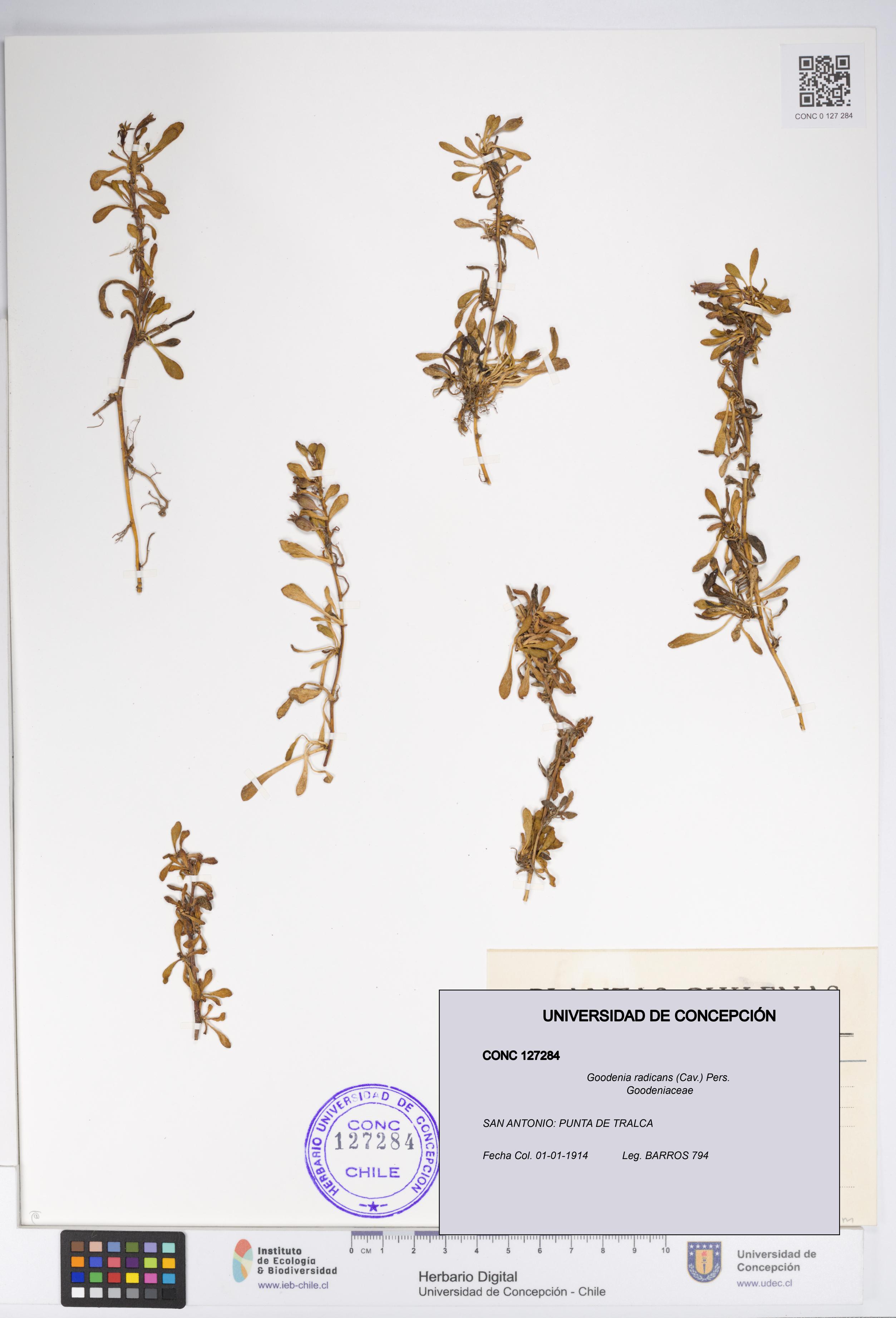 Goodenia radicans [Espécimen: UDEC:CONC:0127284]