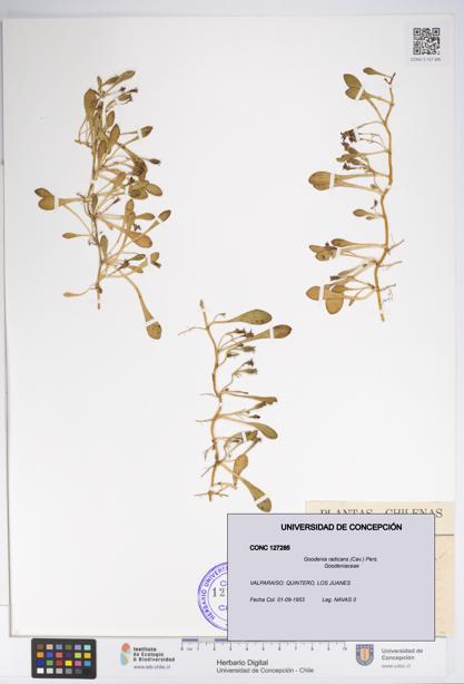 Goodenia radicans [Espécimen: UDEC:CONC:0127285]
