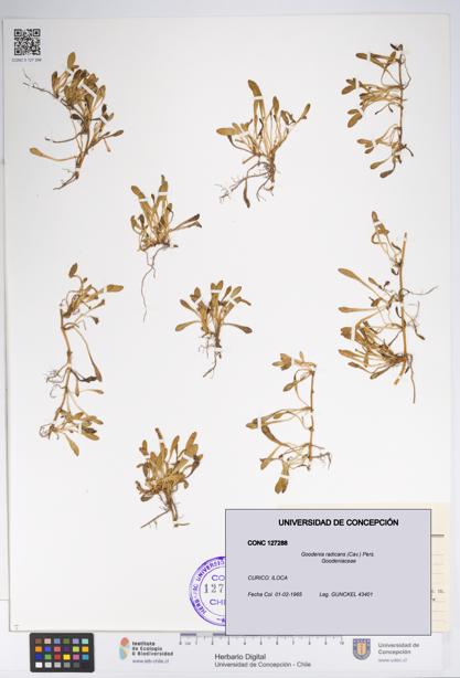 Goodenia radicans [Espécimen: UDEC:CONC:0127288]