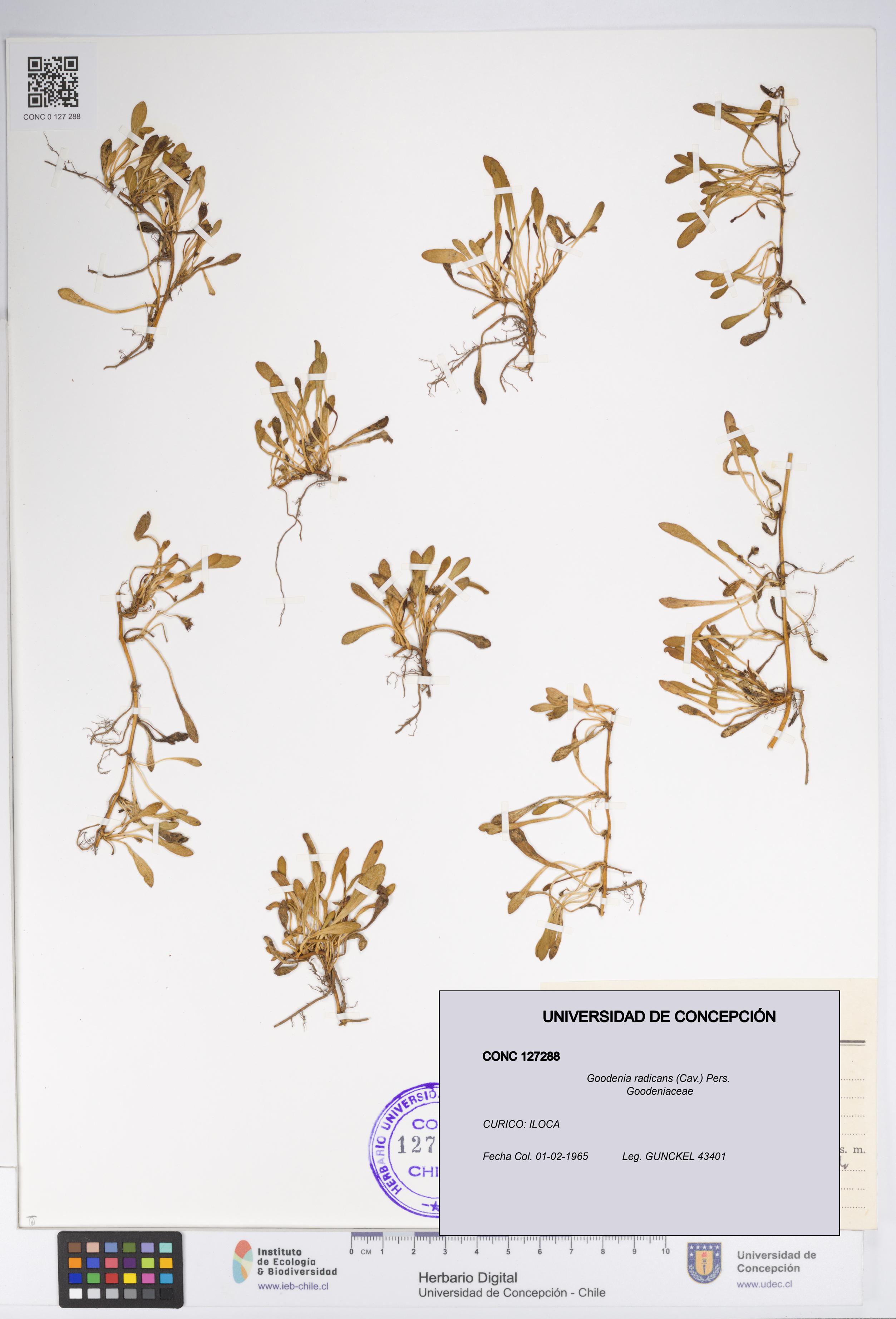 Goodenia radicans [Espécimen: UDEC:CONC:0127288]