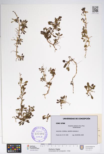 Goodenia radicans [Espécimen: UDEC:CONC:0127292]