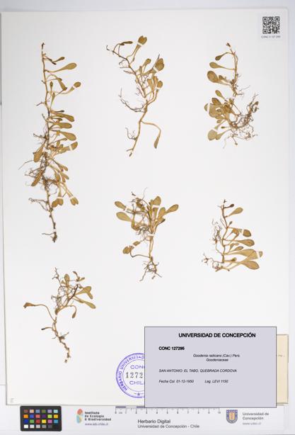Goodenia radicans [Espécimen: UDEC:CONC:0127295]