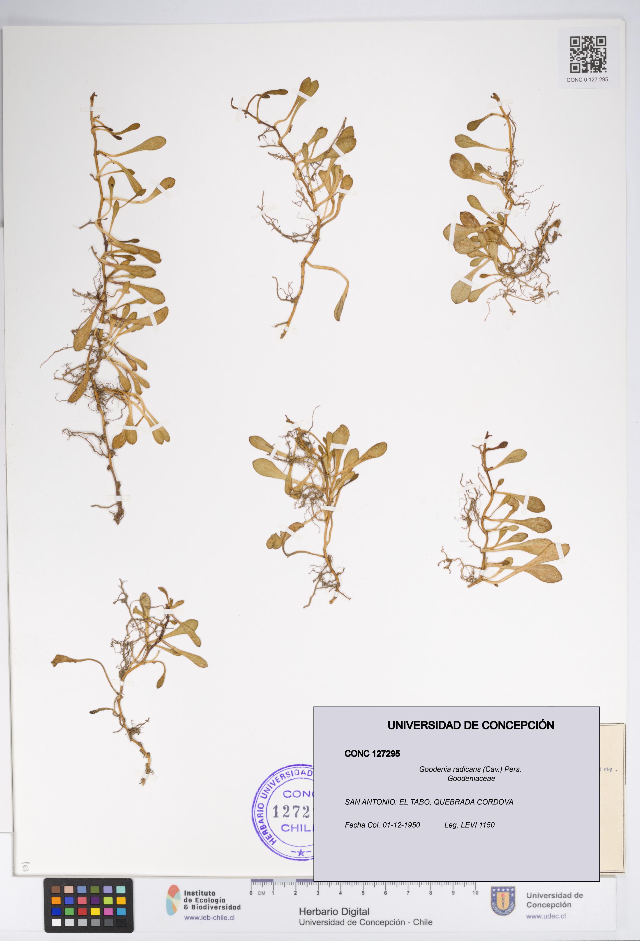 Goodenia radicans [Espécimen: UDEC:CONC:0127295]