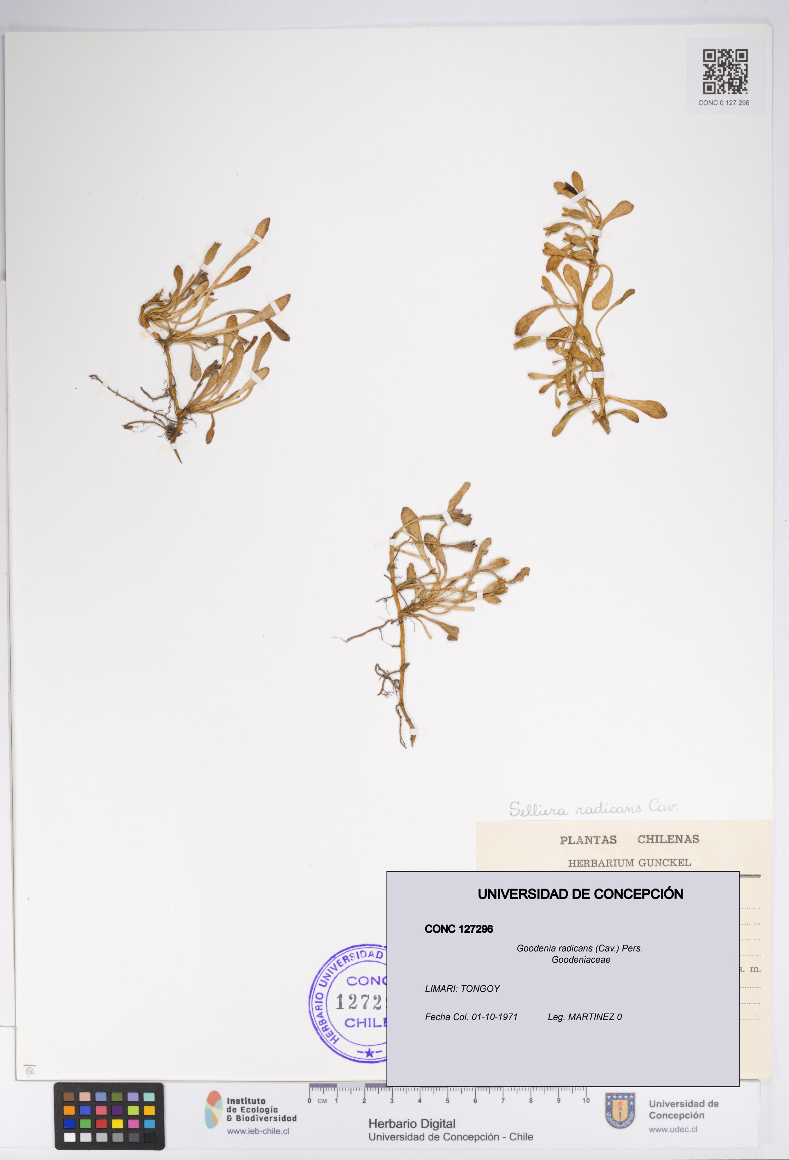 Goodenia radicans [Espécimen: UDEC:CONC:0127296]