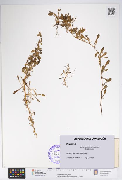 Goodenia radicans [Espécimen: UDEC:CONC:0127297]