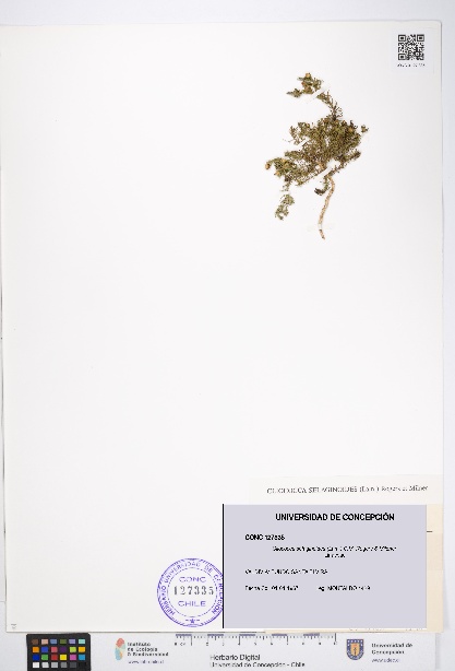 Cliococca selaginoides [Espécimen: UDEC:CONC:0127335]