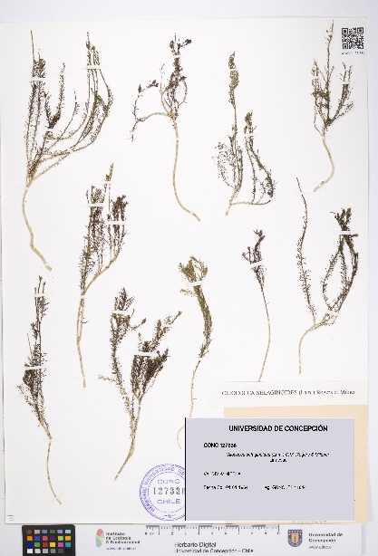 Cliococca selaginoides [Espécimen: UDEC:CONC:0127336]