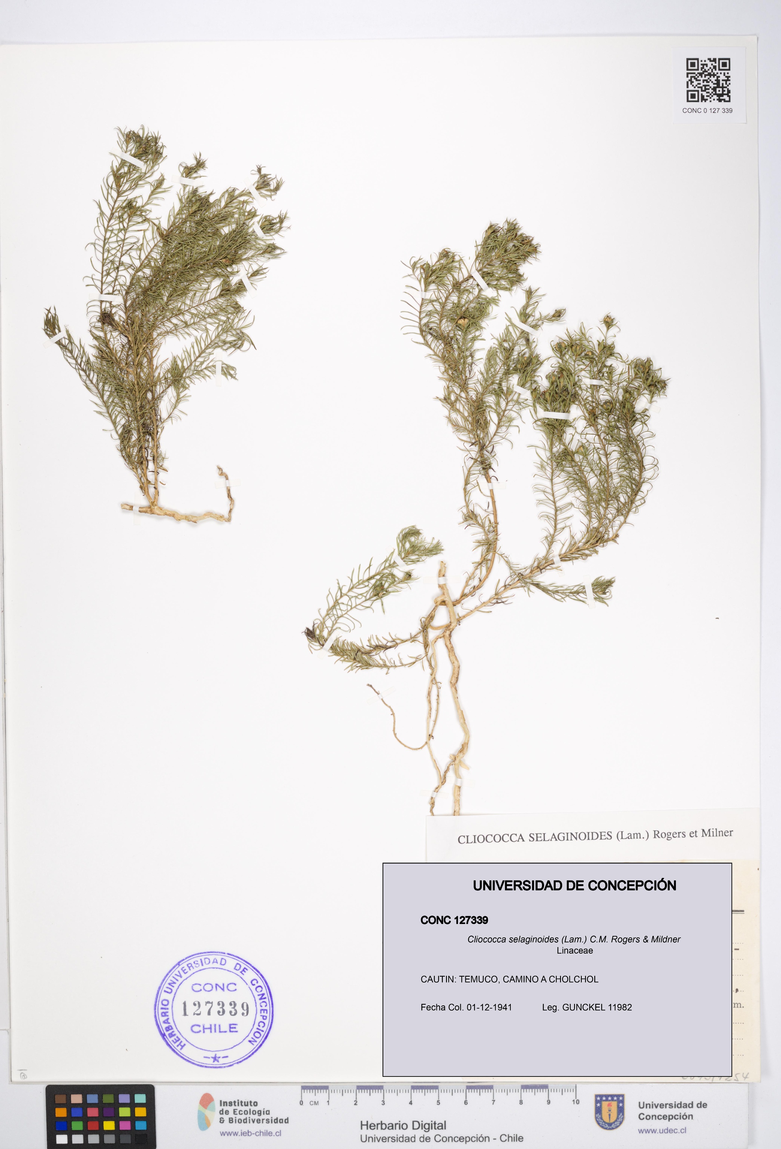 Cliococca selaginoides [Espécimen: UDEC:CONC:0127339]