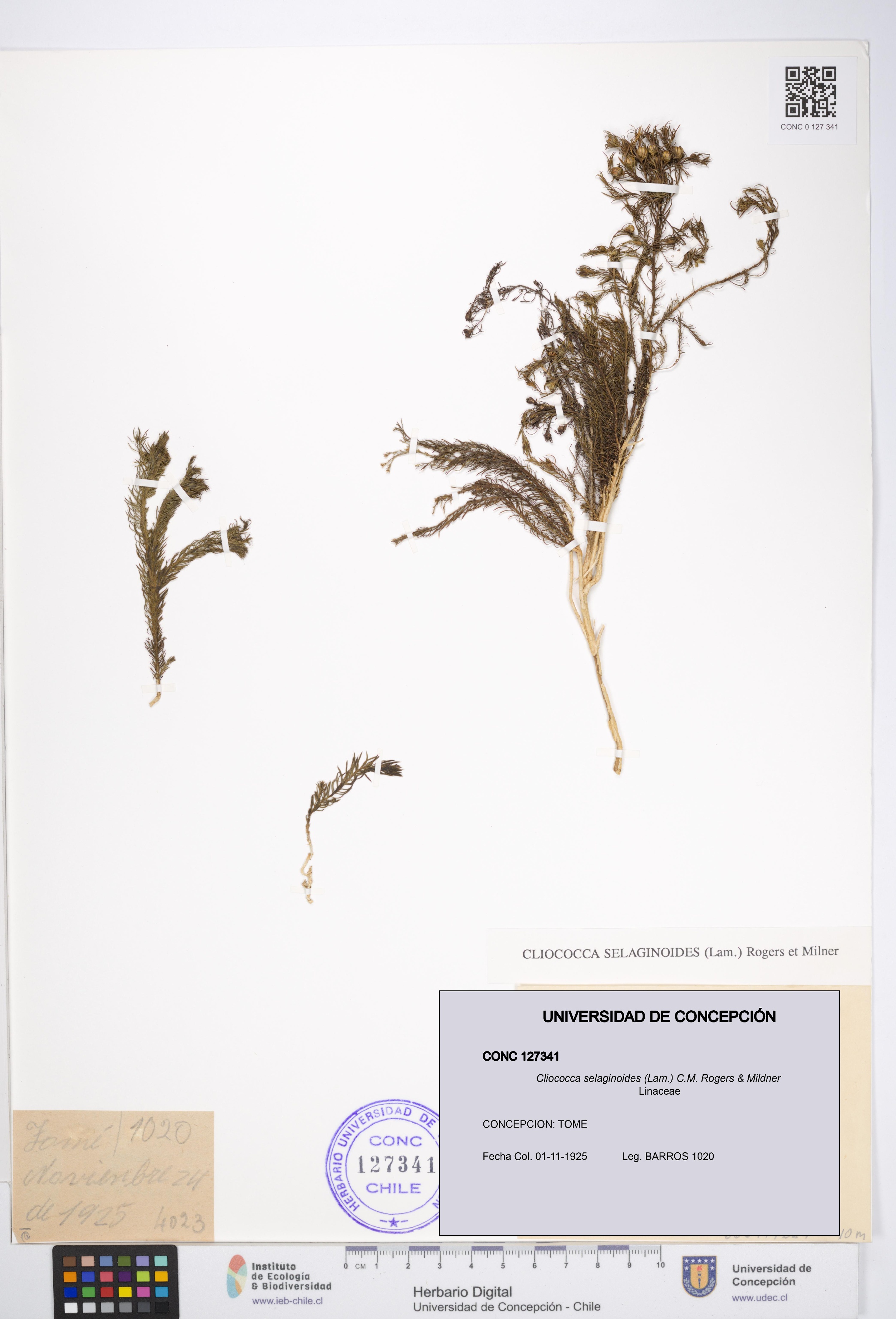 Cliococca selaginoides [Espécimen: UDEC:CONC:0127341]