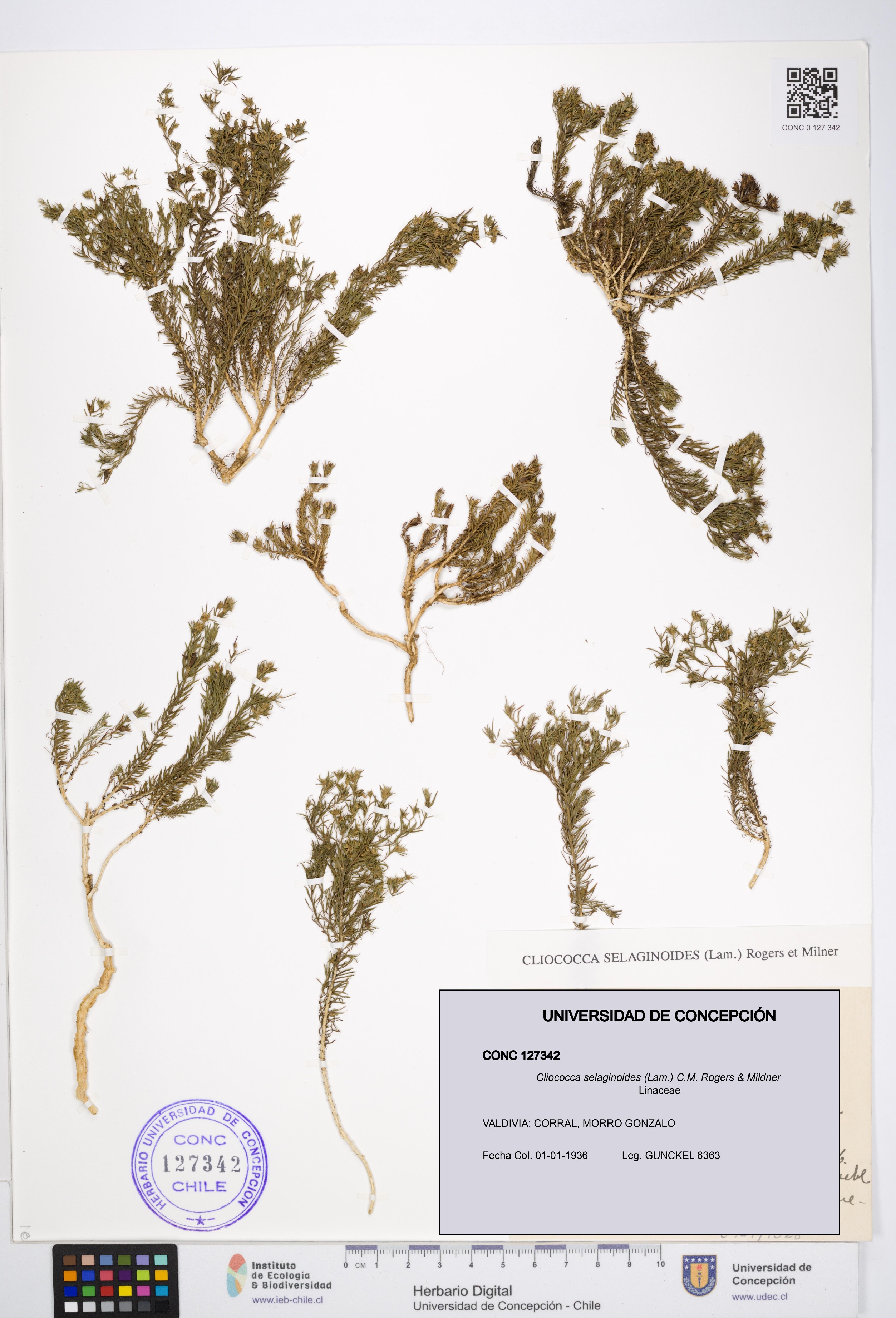 Cliococca selaginoides [Espécimen: UDEC:CONC:0127342]