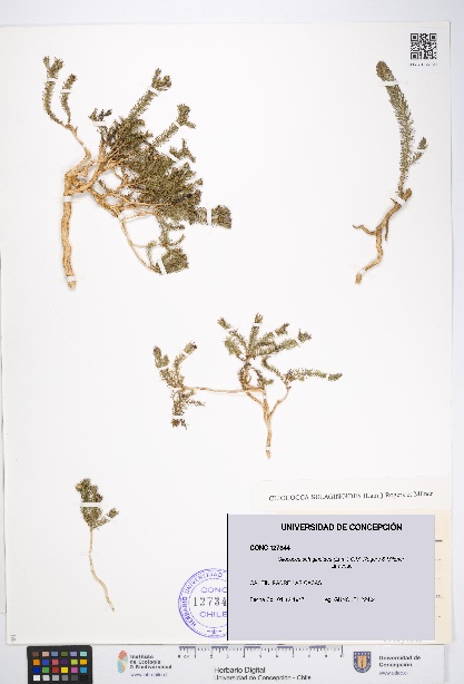 Cliococca selaginoides [Espécimen: UDEC:CONC:0127344]