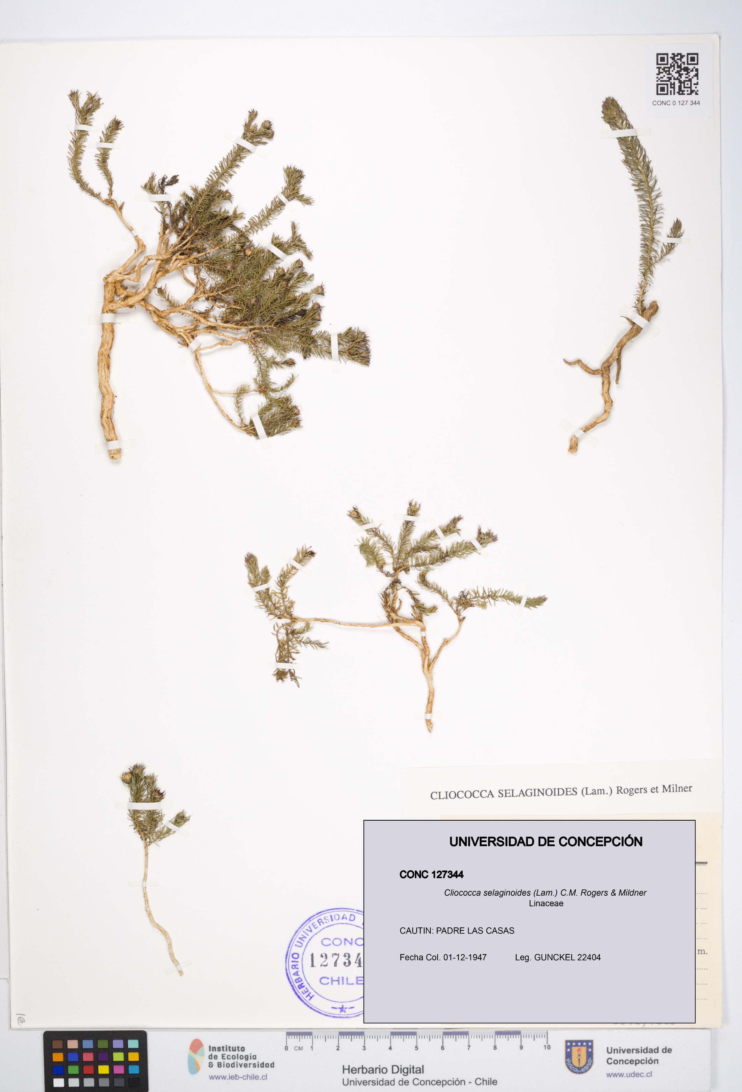 Cliococca selaginoides [Espécimen: UDEC:CONC:0127344]