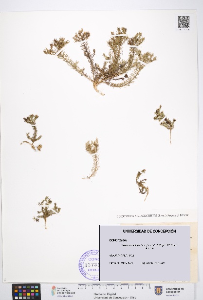 Cliococca selaginoides [Espécimen: UDEC:CONC:0127345]