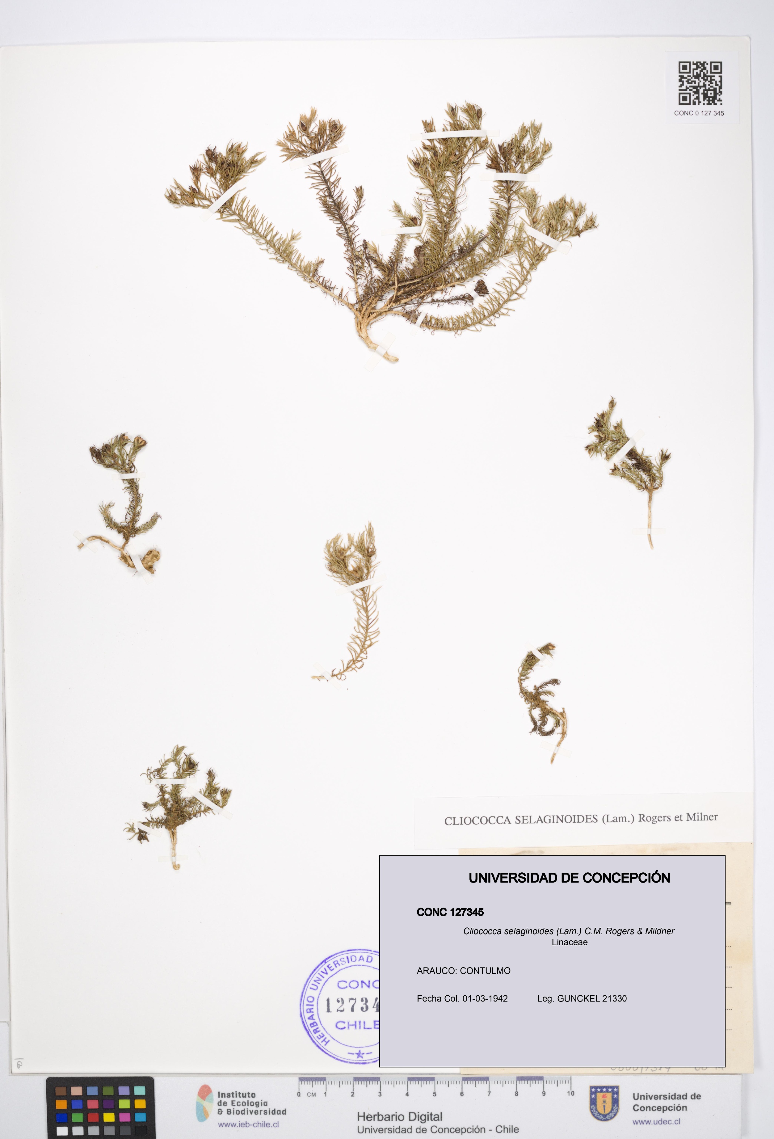 Cliococca selaginoides [Espécimen: UDEC:CONC:0127345]