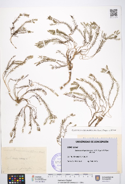 Cliococca selaginoides [Espécimen: UDEC:CONC:0127347]