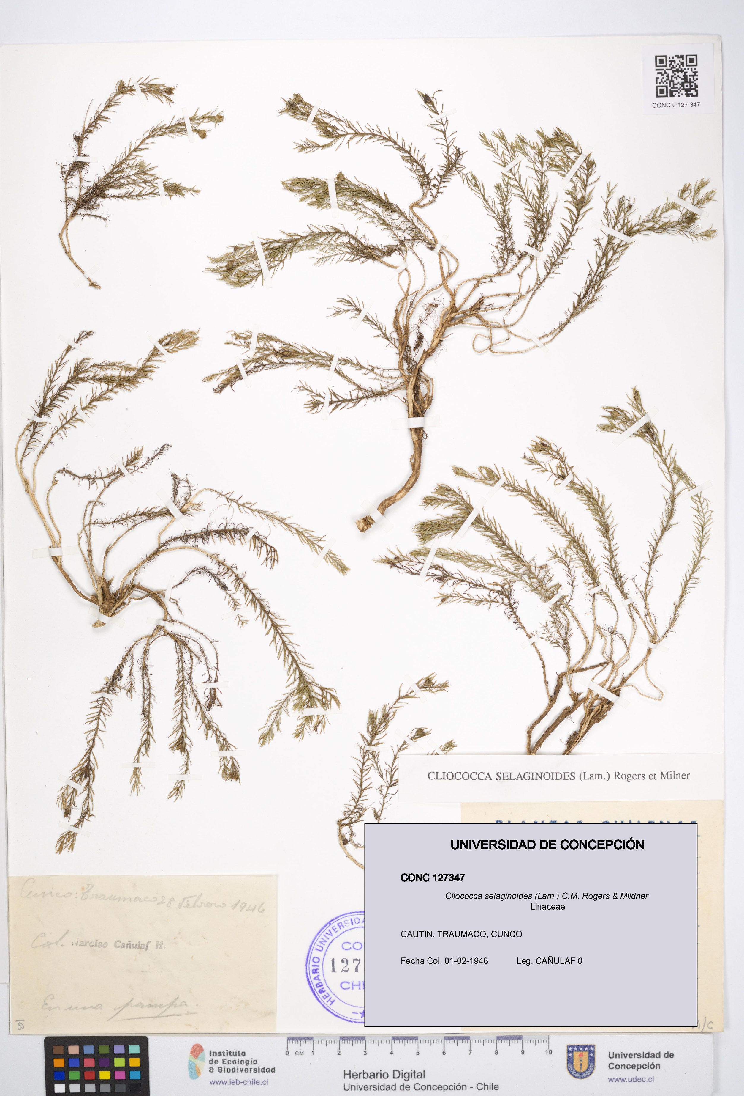 Cliococca selaginoides [Espécimen: UDEC:CONC:0127347]