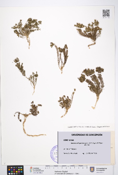 Cliococca selaginoides [Espécimen: UDEC:CONC:0127348]