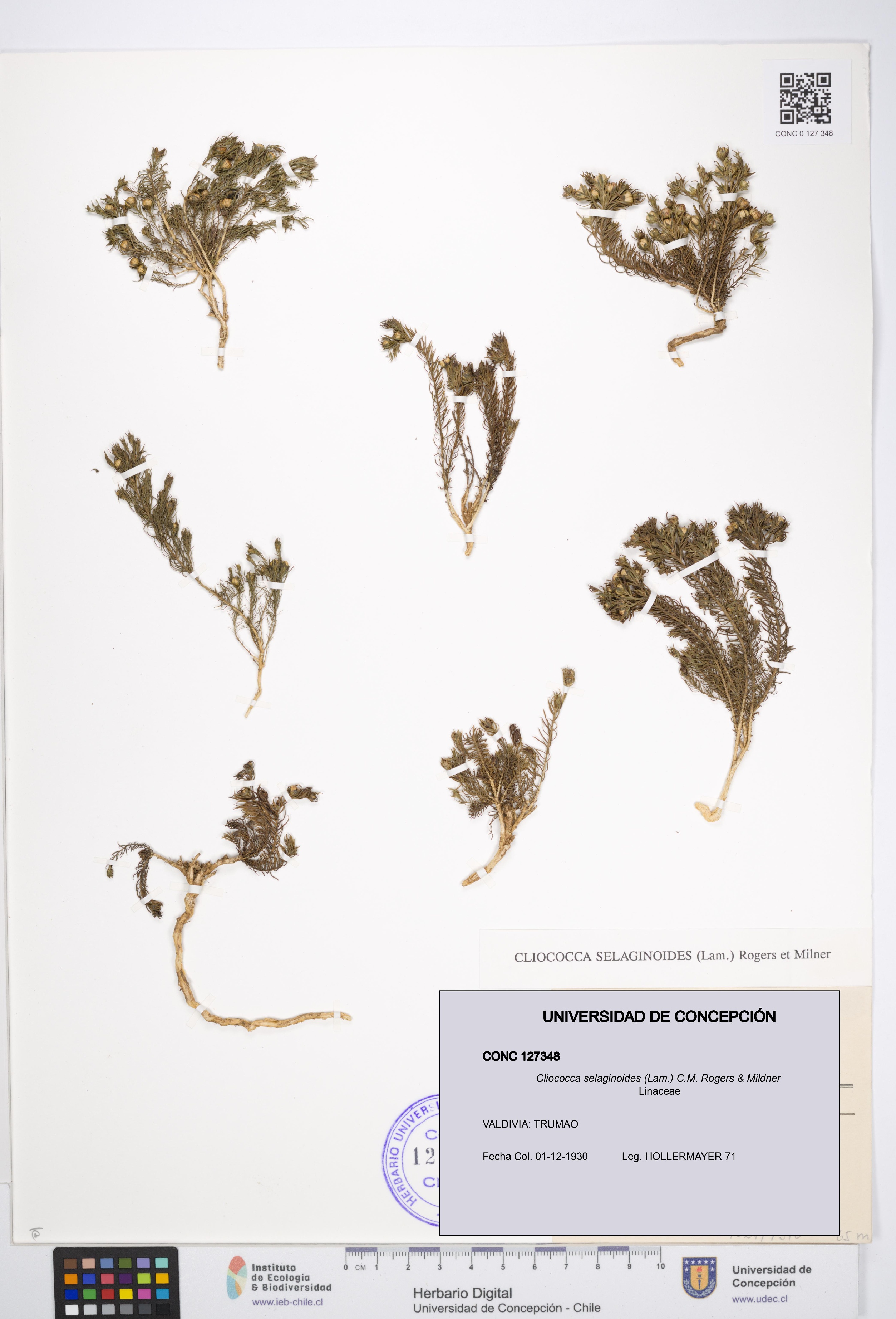Cliococca selaginoides [Espécimen: UDEC:CONC:0127348]