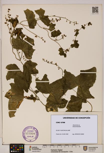 Dioscorea sp. [Espécimen: ]