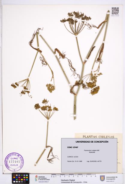 Foeniculum vulgare [Espécimen: ]