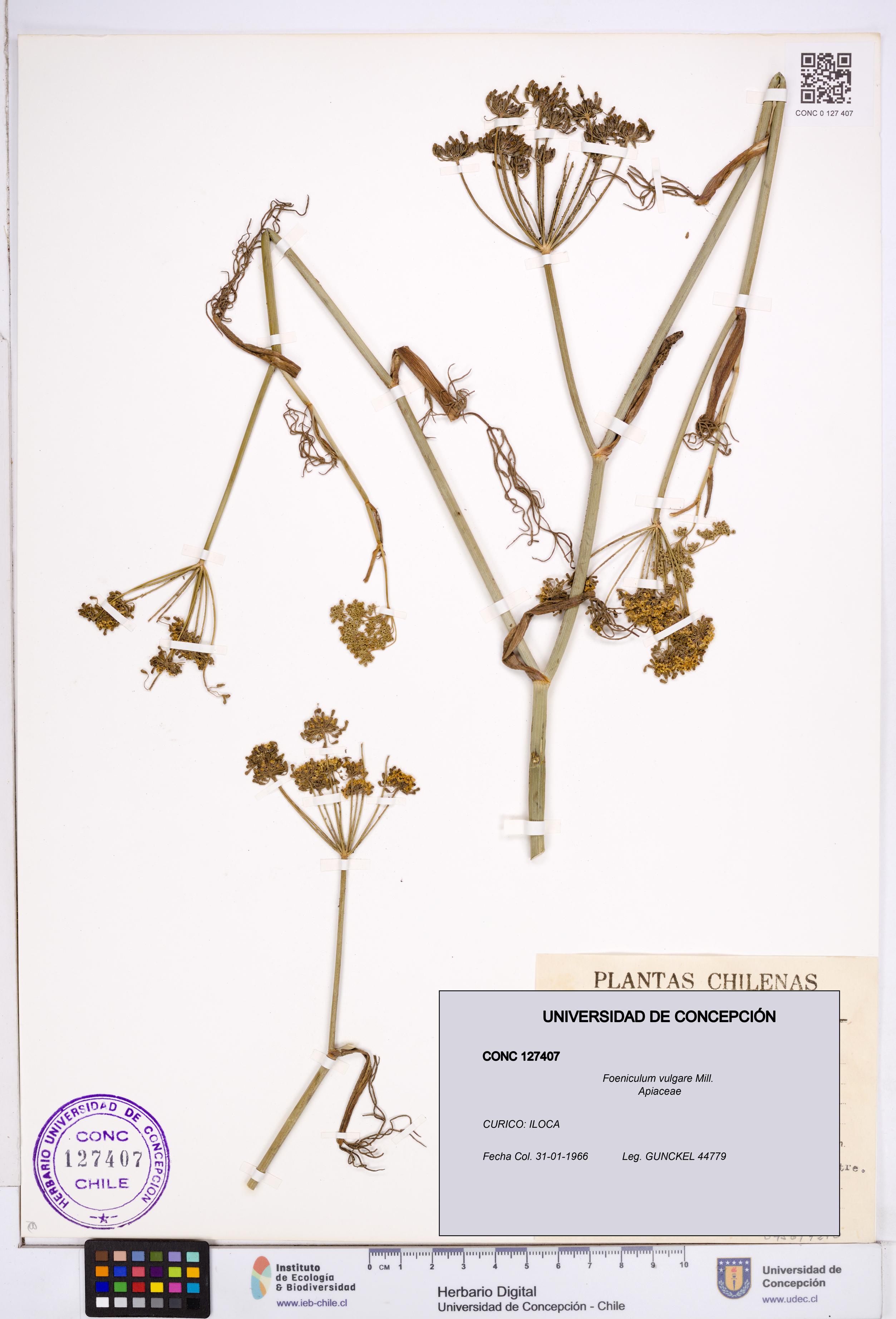Foeniculum vulgare [Espécimen: ]
