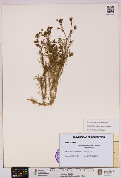 Spergularia villosa [Espécimen: UDEC:CONC:0127453]