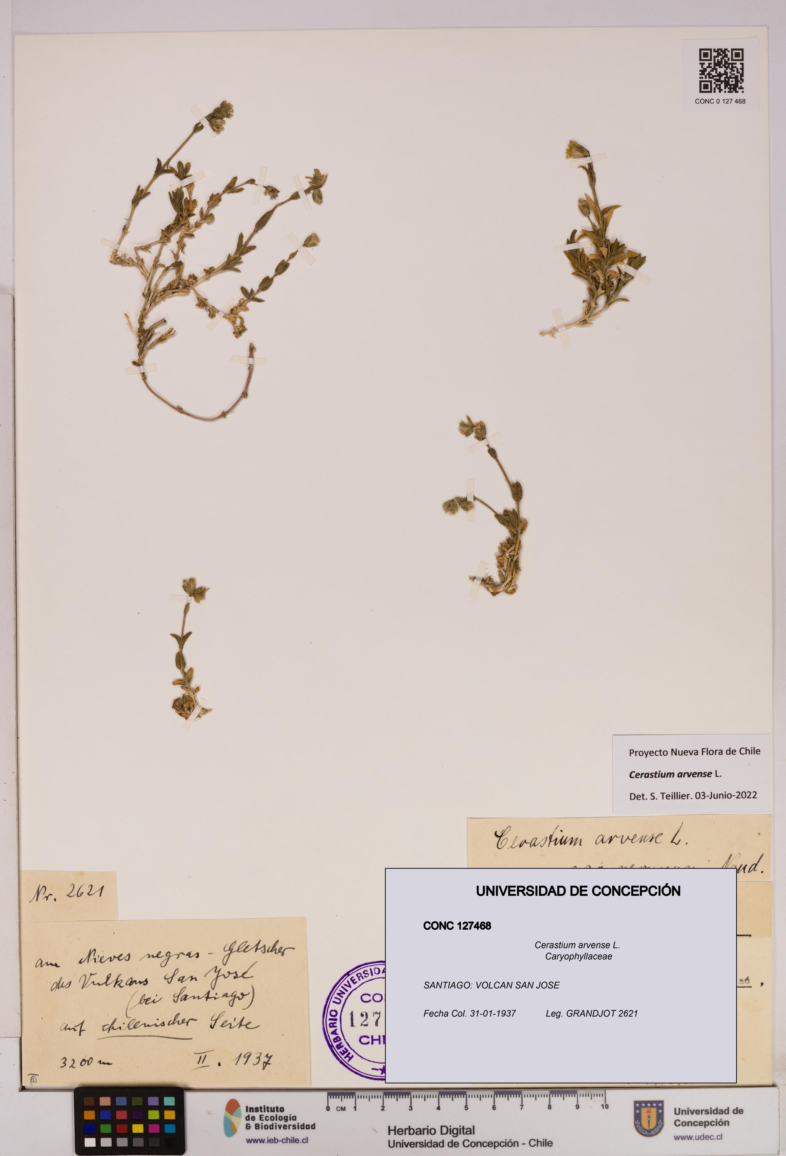 Cerastium arvense [Espécimen: UDEC:CONC:0127468]