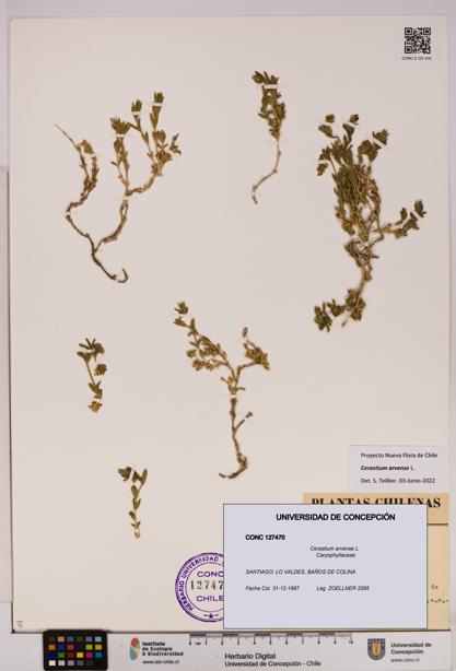 Cerastium arvense [Espécimen: UDEC:CONC:0127470]