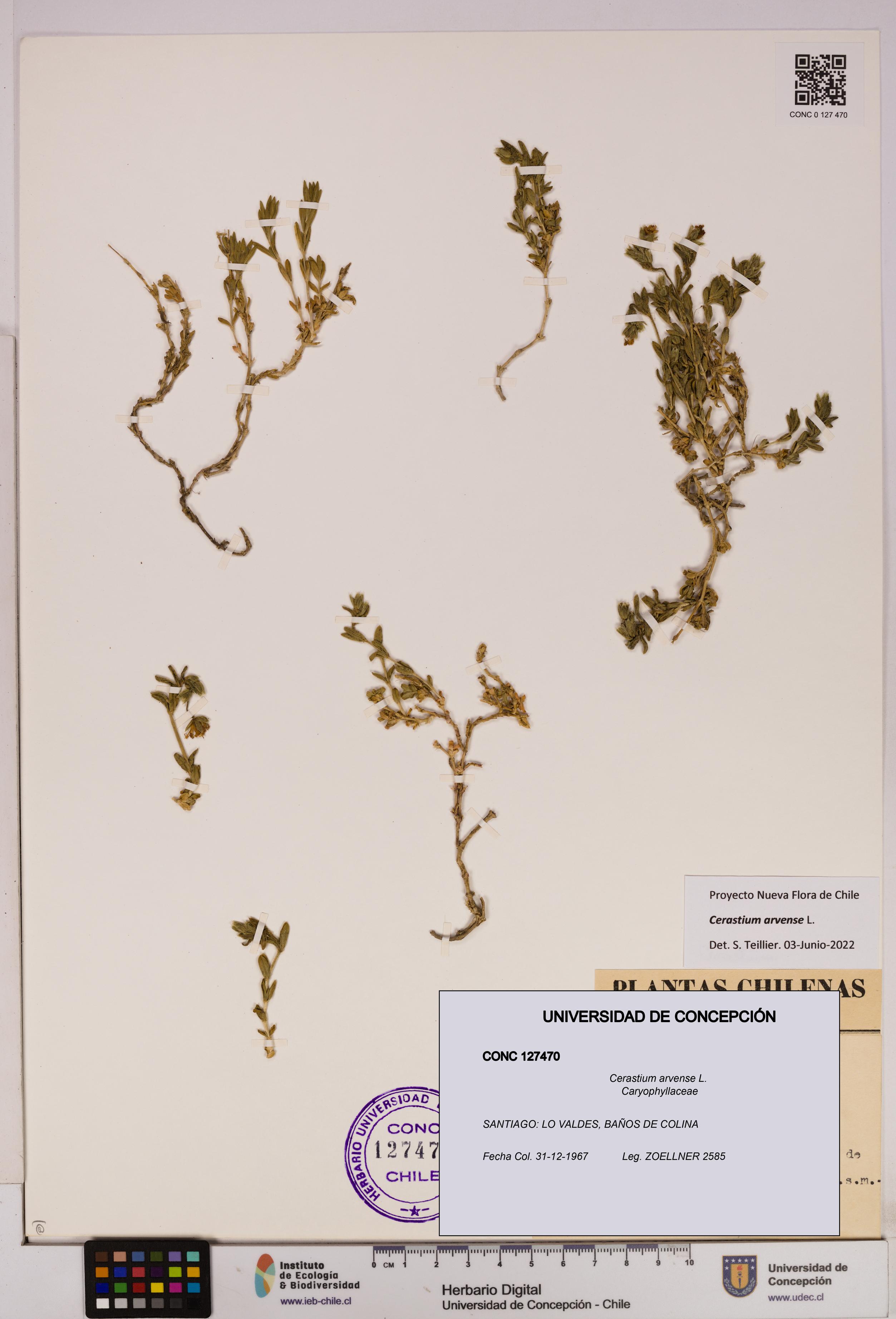Cerastium arvense [Espécimen: UDEC:CONC:0127470]
