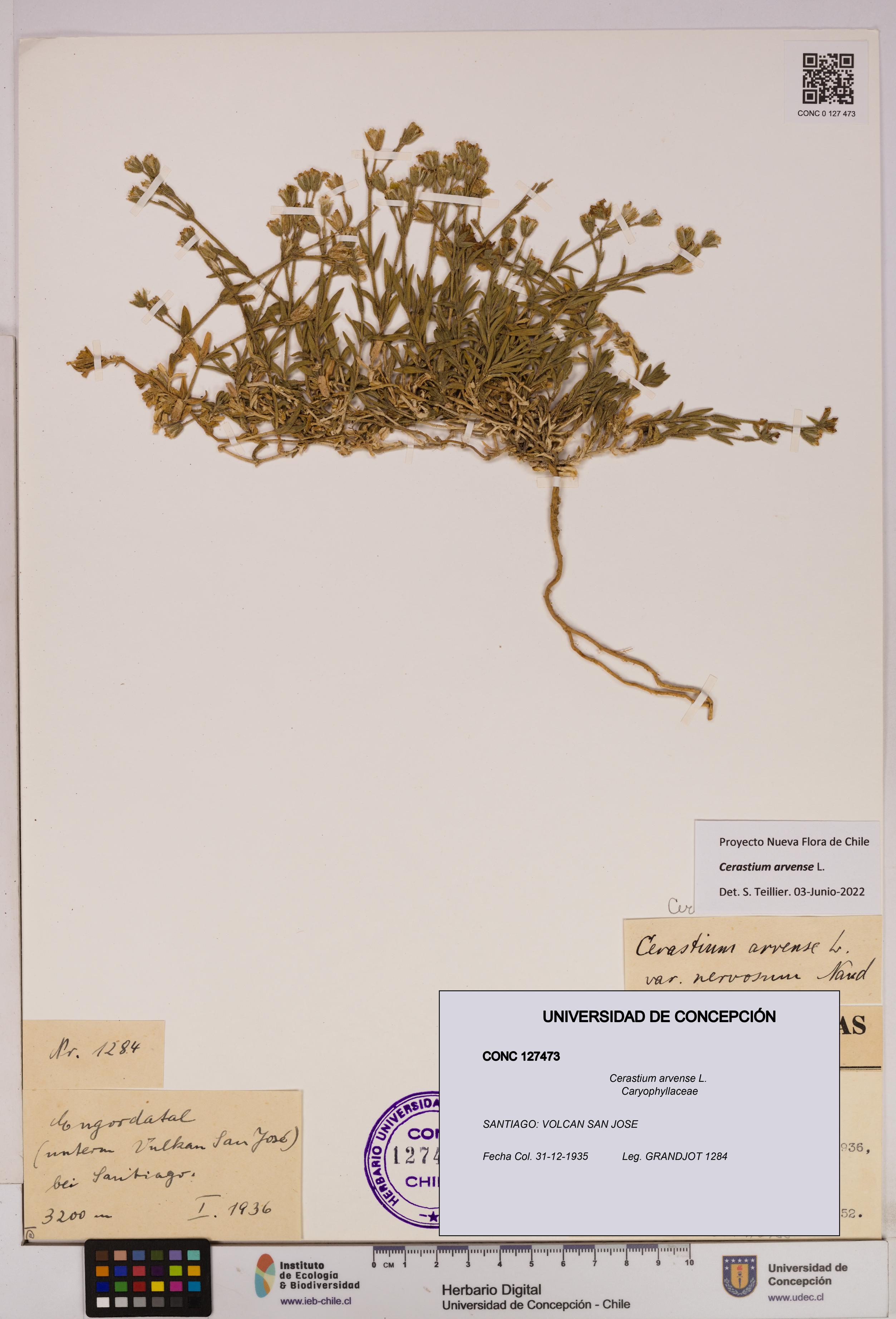 Cerastium arvense [Espécimen: UDEC:CONC:0127473]