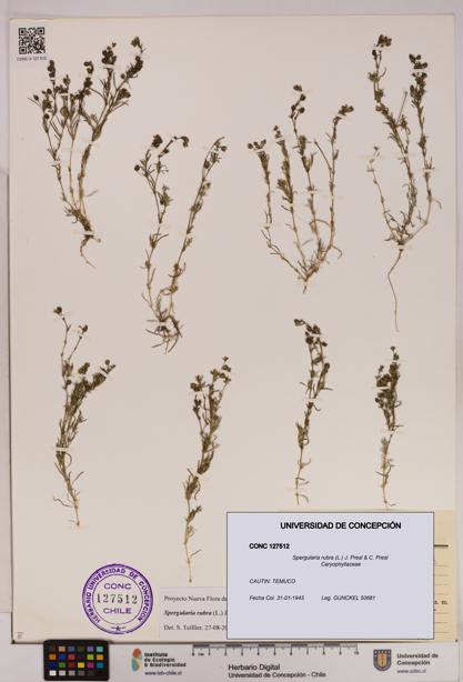 Spergularia rubra [Espécimen: UDEC:CONC:0127512]