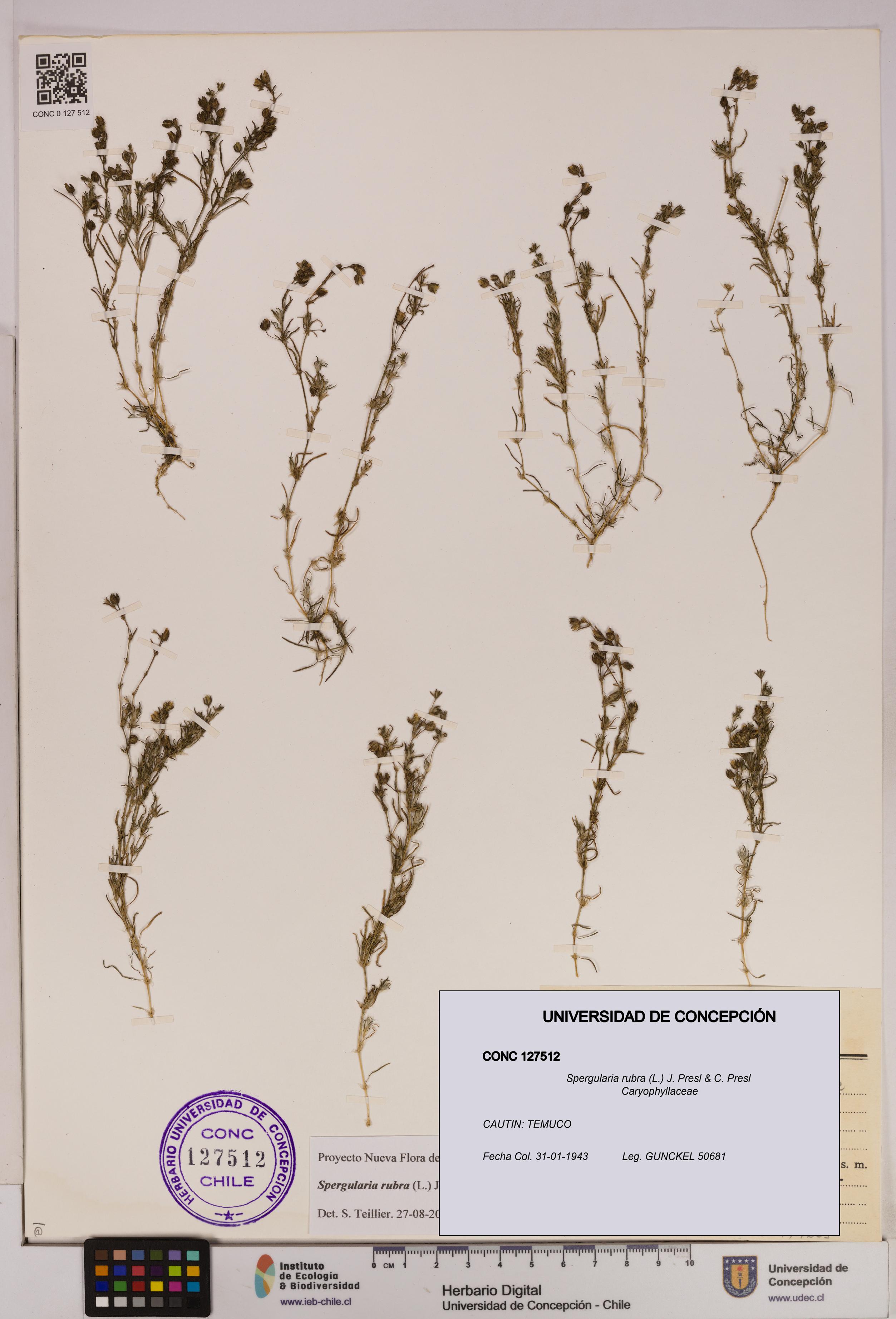 Spergularia rubra [Espécimen: UDEC:CONC:0127512]
