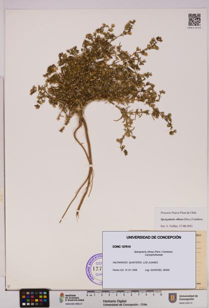 Spergularia villosa [Espécimen: UDEC:CONC:0127513]