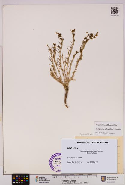 Spergularia villosa [Espécimen: UDEC:CONC:0127514]