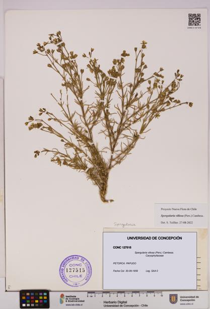 Spergularia villosa [Espécimen: UDEC:CONC:0127515]